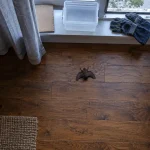 Comment faire fuir une chauve souris : chauve-souris près d’une fenêtre ouverte