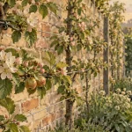 Espaliers arbres fruitiers sur mur en brique, tiges palissées et mini-fruits