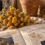 Fleurs immortelles Helichrysum séchées, capitules jaunes, mauvais sol