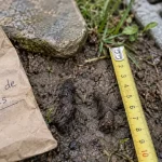 Reconnaître identifier les crottes d animaux : taille, contenu, lieu